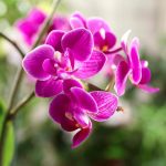 Orchideen Blumen zur Beerdigung
