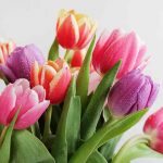 Tulpen Blumen zur Beerdigung