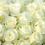 Weiße Rosen Blumen zur Beerdigung